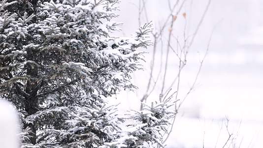 冬天大雪中的松树特写镜头视频的预览图