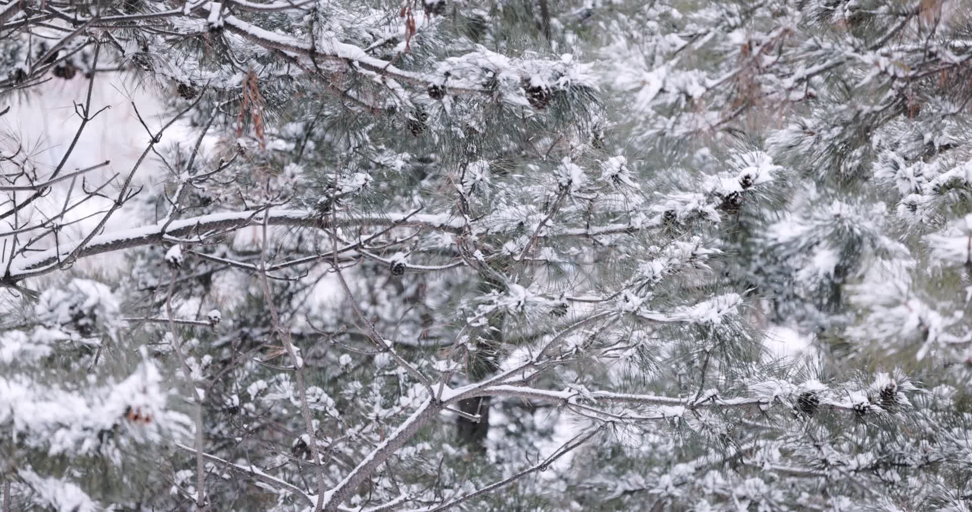 冬天大雪中的松树林视频的预览图