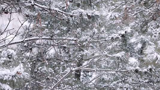 冬天大雪中的松树林视频的预览图