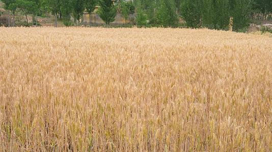 麦粒小麦麦穗谷物麦子小麦麦田丰收视频的预览图