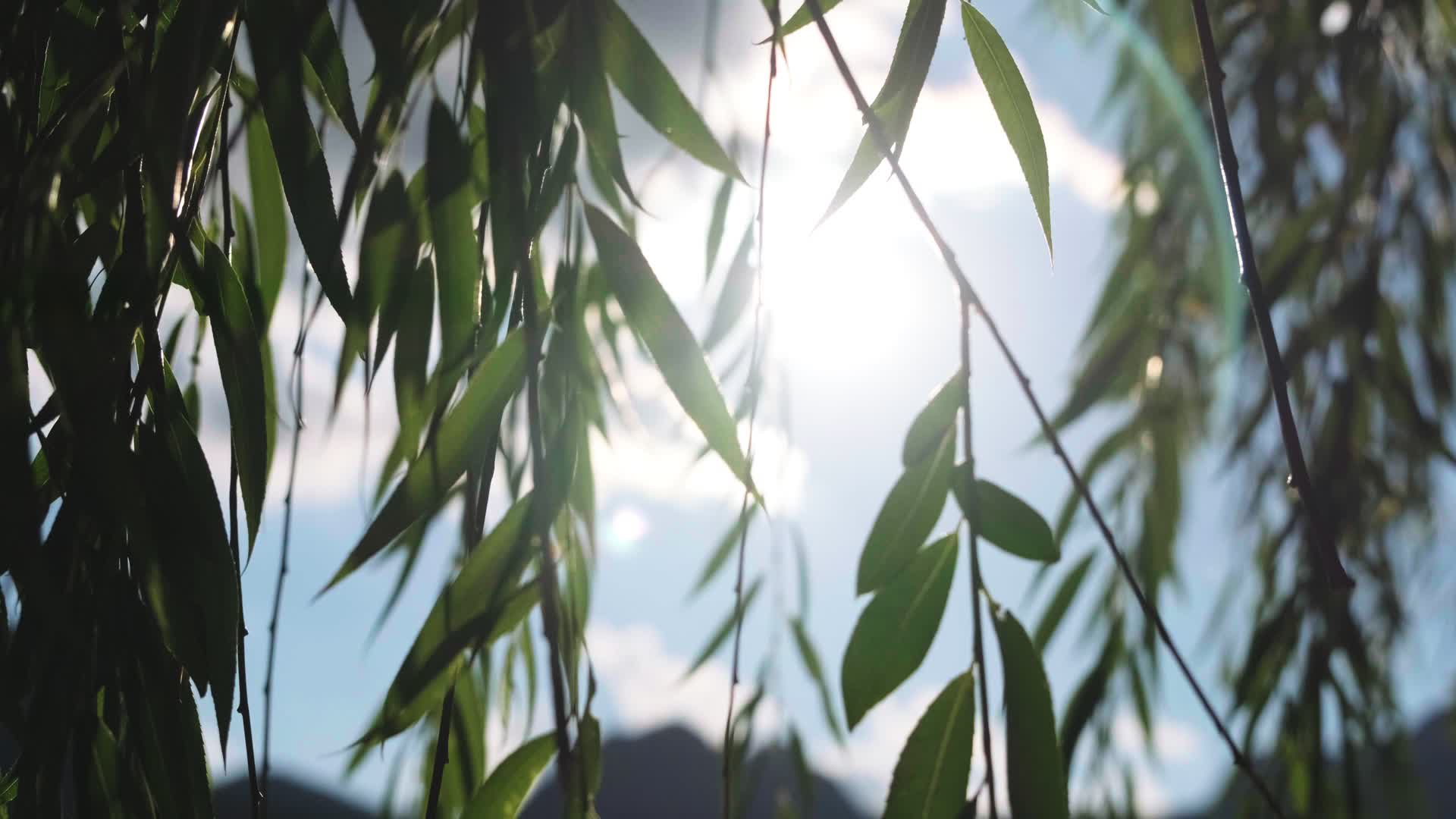 夏日傍晚温暖的阳光穿过柳叶视频的预览图