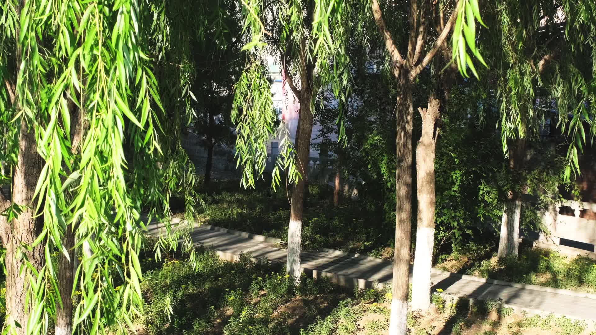 夏天傍晚阳光下的柳树绿荫视频的预览图