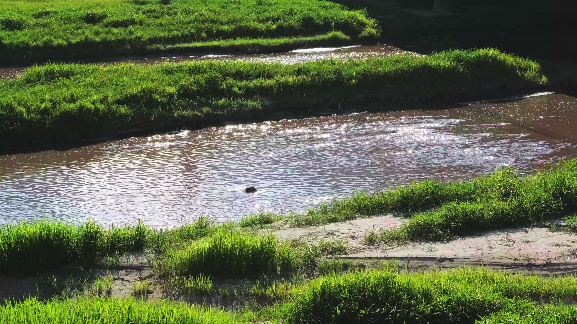 夏天逆光的草地与河流波光粼粼视频的预览图