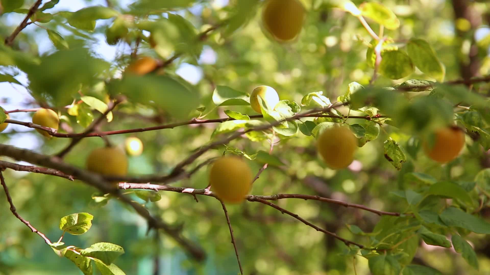 园林绿植海棠果实拍视频的预览图