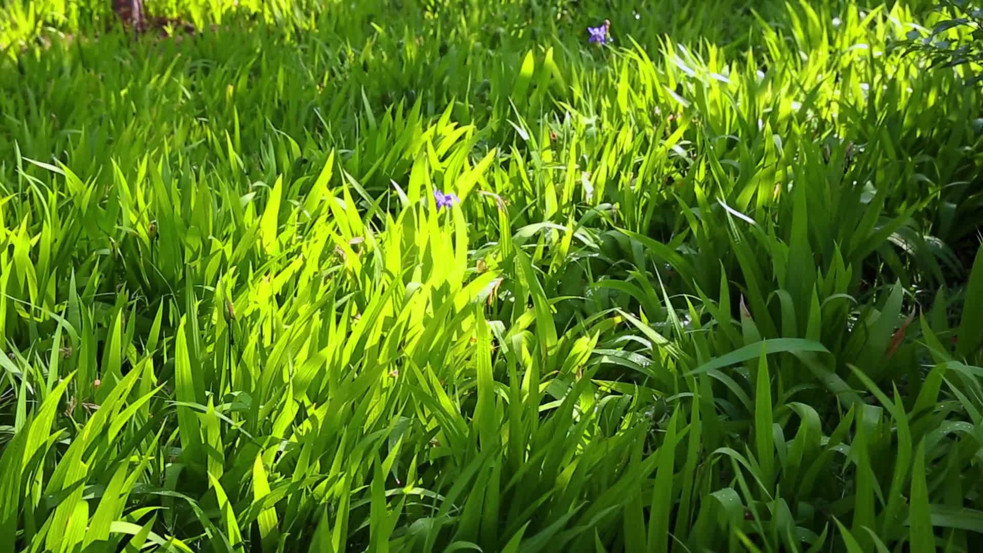 自然世界草坪晨光高清实拍视频的预览图