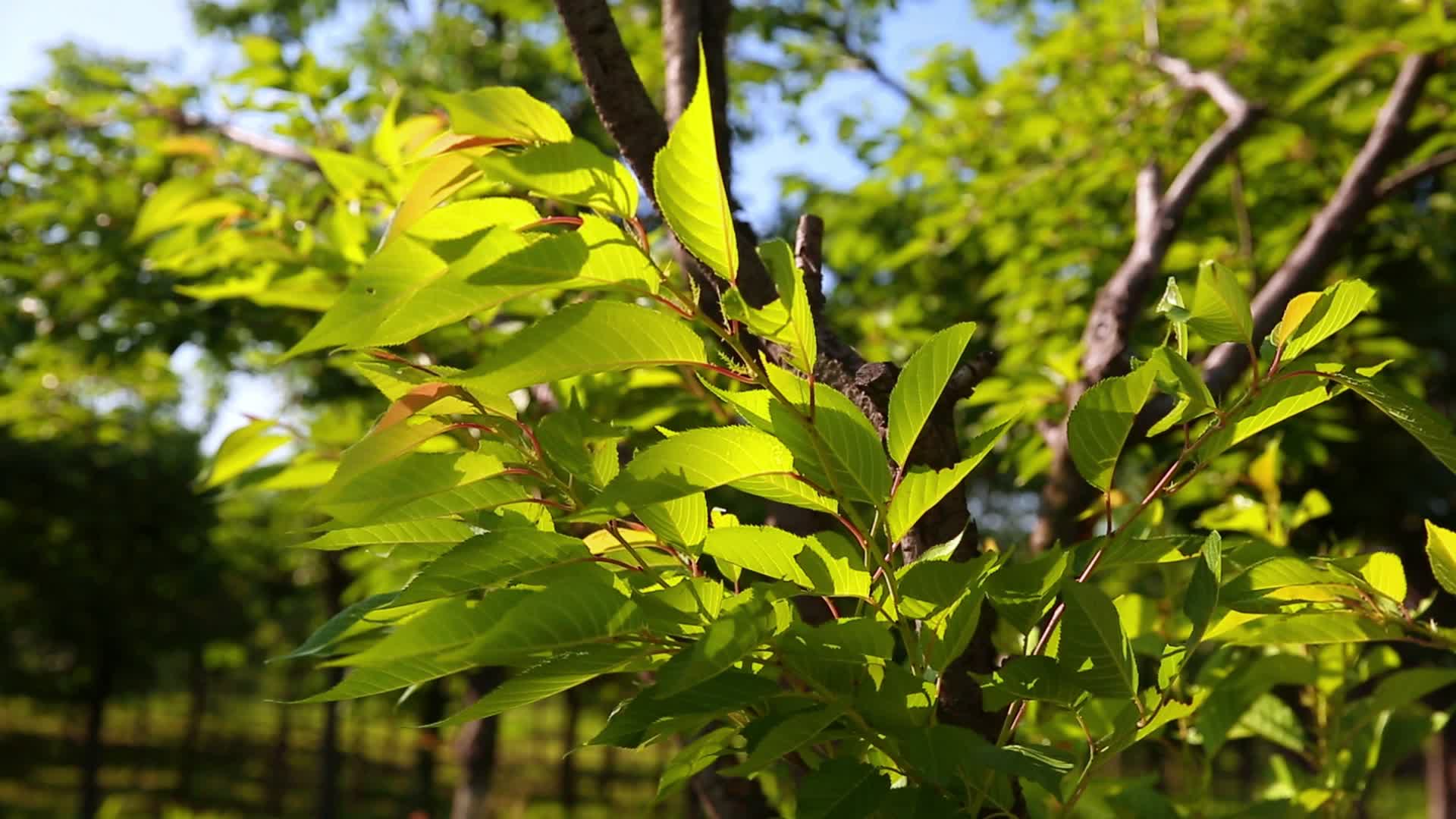 自然风景风吹树叶摆视频的预览图