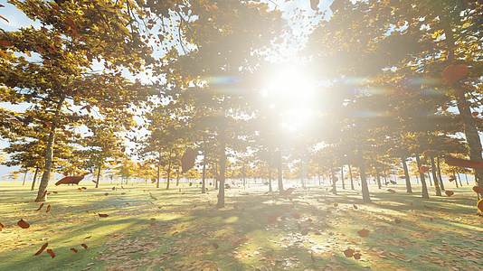 秋天阳光照耀下随风缓慢飘落的树叶视频的预览图