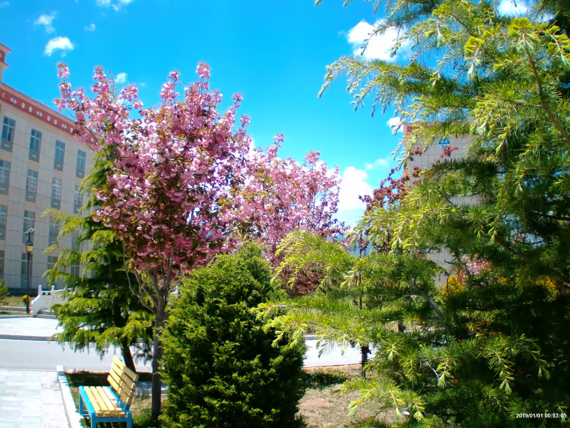 阳光下盛开的樱花视频的预览图