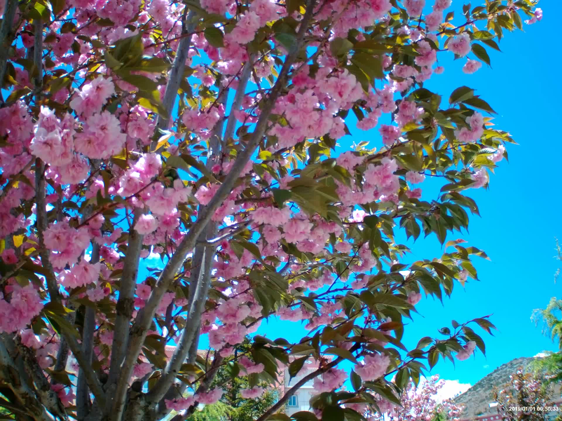 香格里拉的樱花视频的预览图