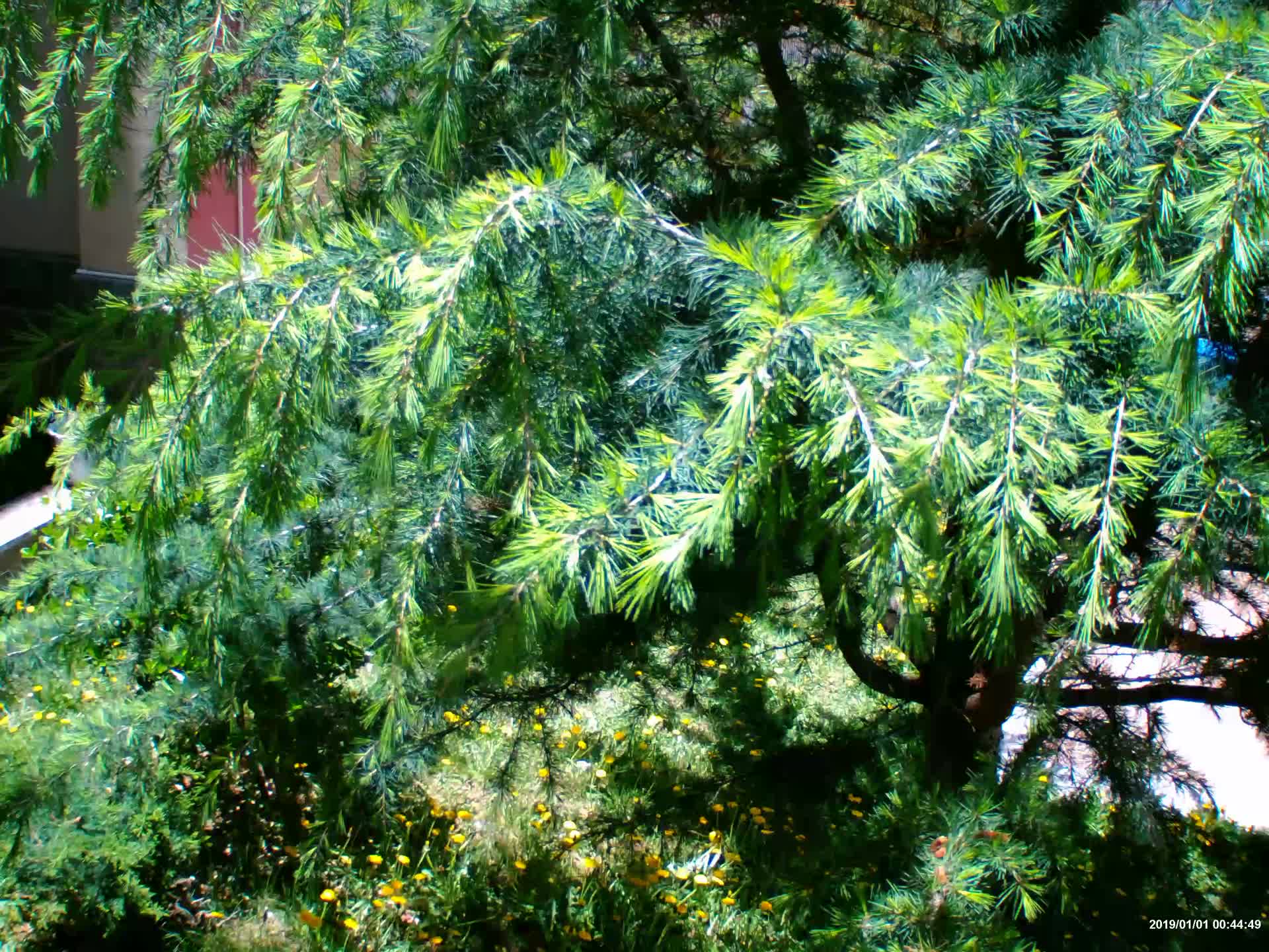 公园一角的松树视频的预览图