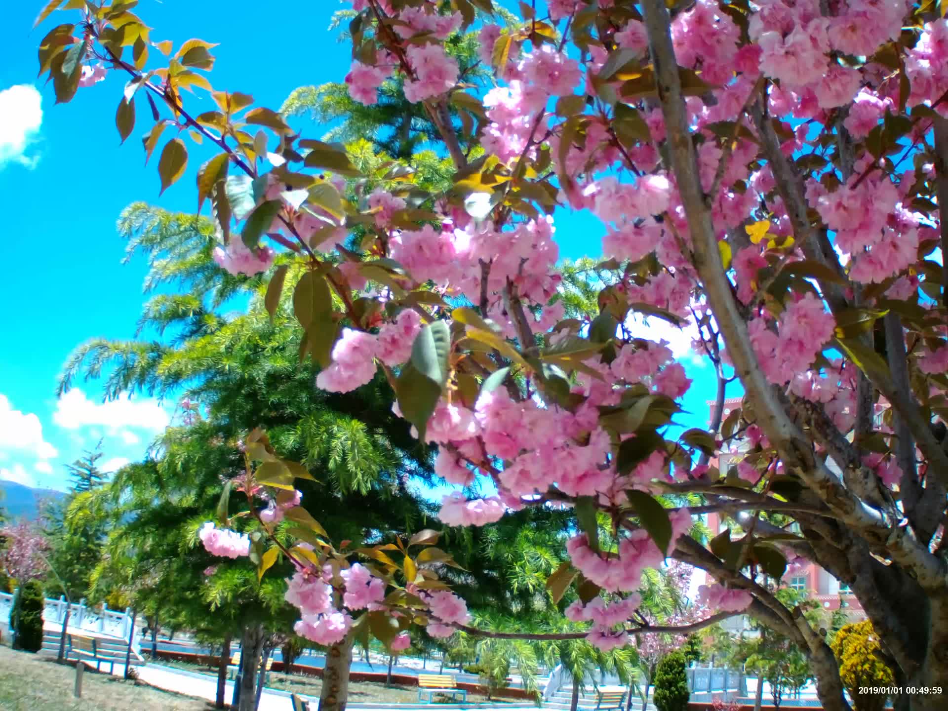 香格里拉的樱花视频的预览图