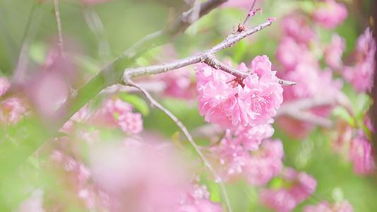 绿丛中几朵粉色的山桃花特写镜头视频的预览图