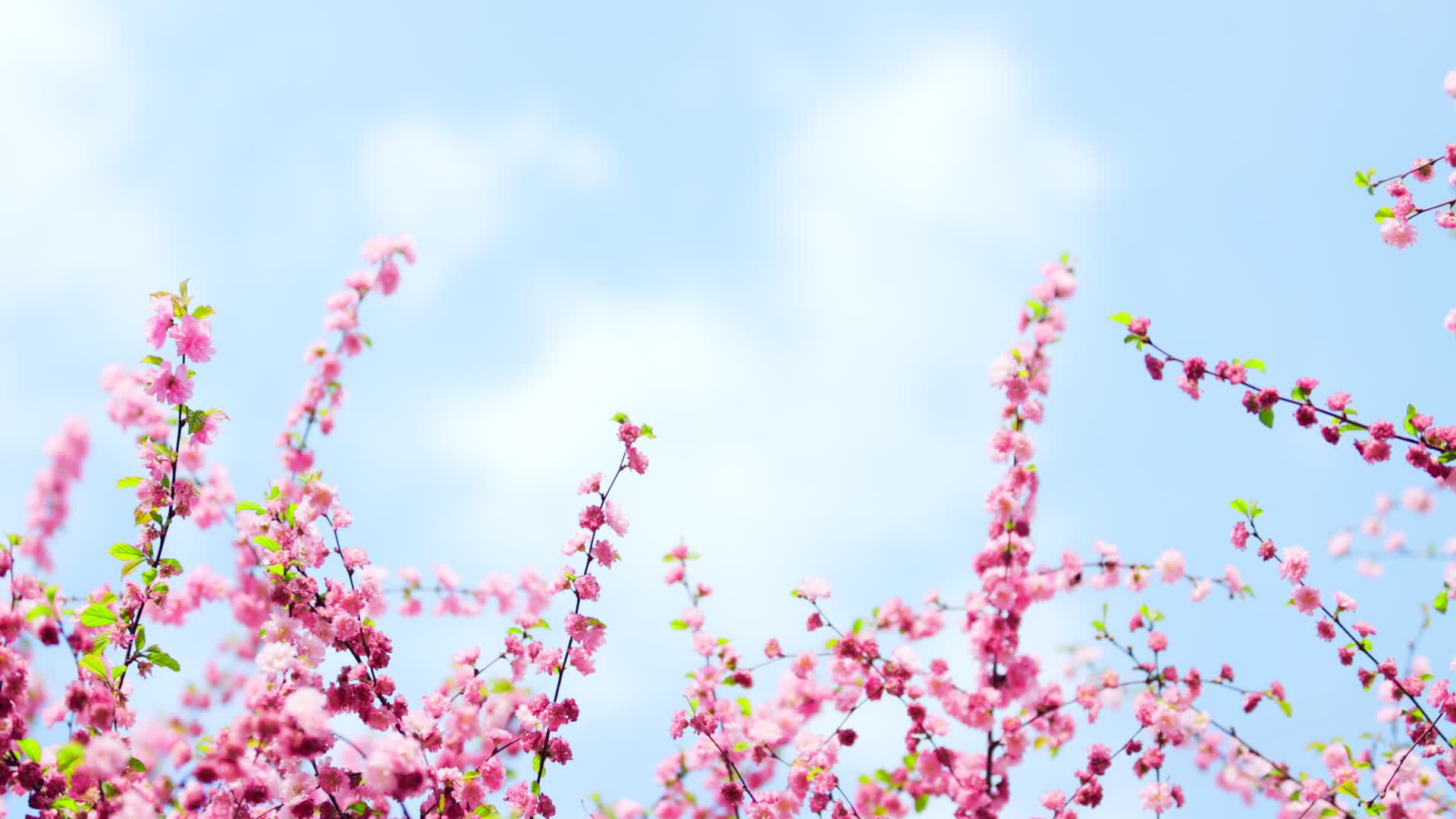 蓝天白云下向上生长的粉色桃花枝桠视频的预览图