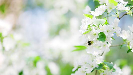 蜜蜂飞舞在白色的梨花间忙碌采蜜特写视频的预览图