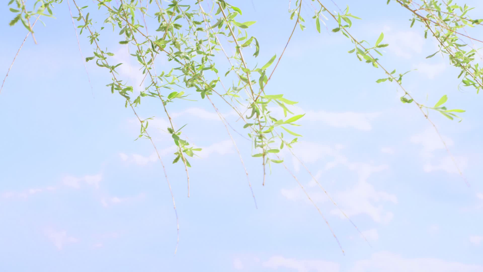 蓝天白云下的柳枝被风吹动视频的预览图