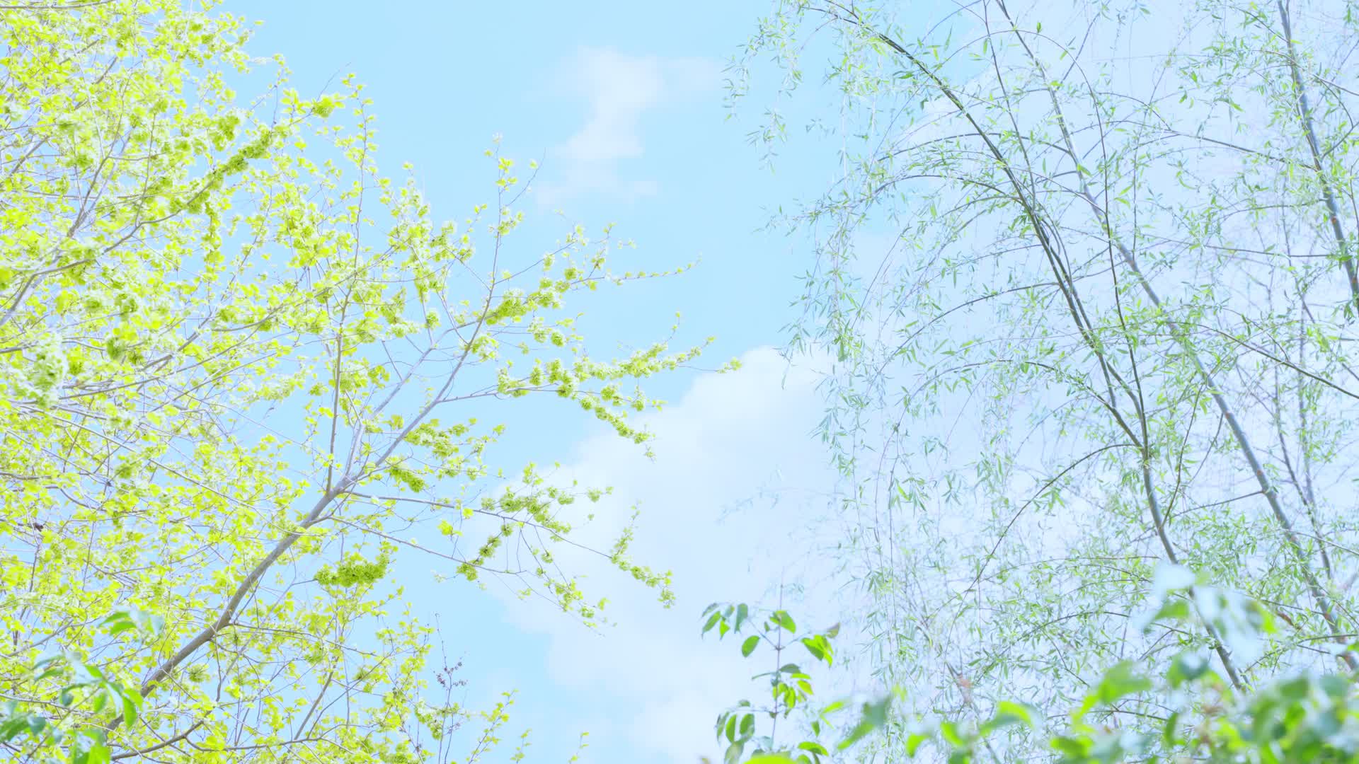 蓝天白云下的柳枝与榆钱视频的预览图