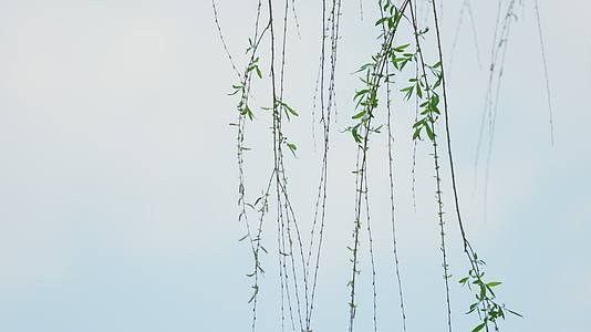 新发嫩芽的河柳枝条被风吹动视频的预览图