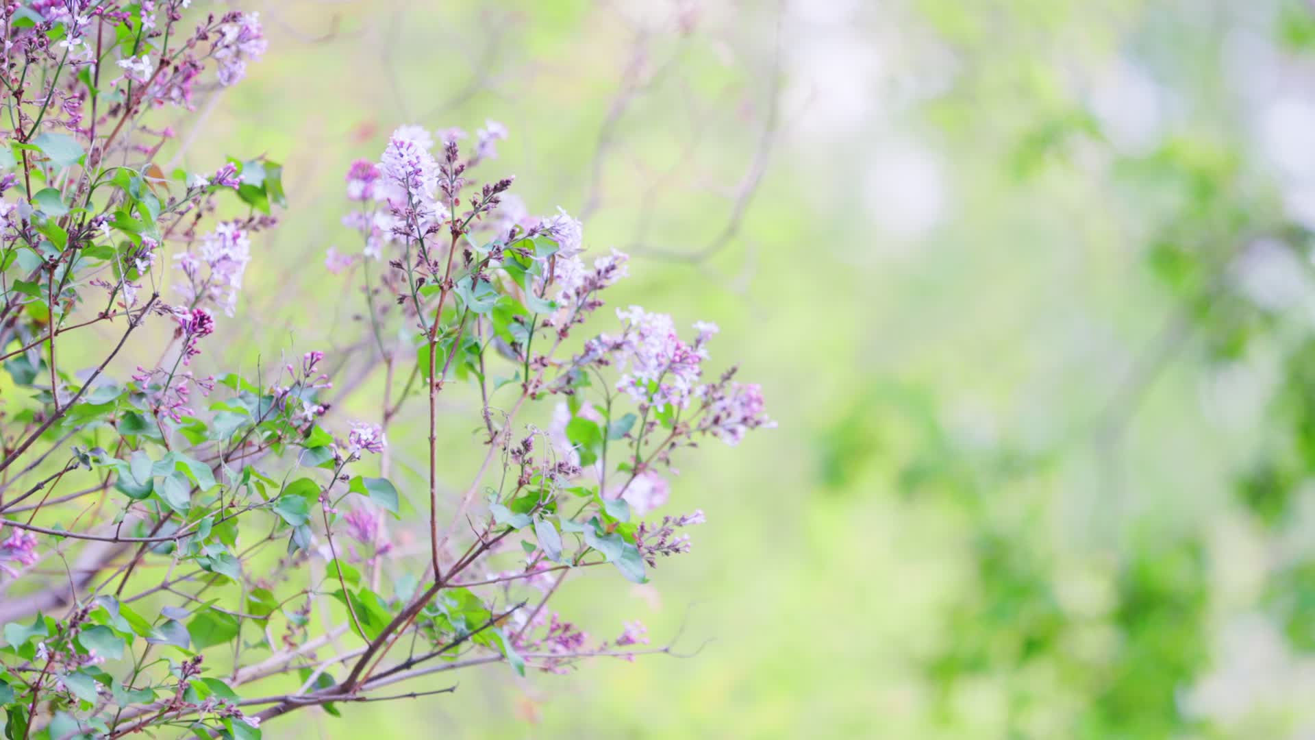 紫色的丁香花在微风中飘摇视频的预览图