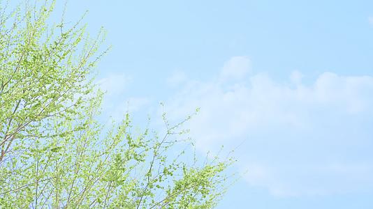清新风格蓝天白云与绿柳视频的预览图
