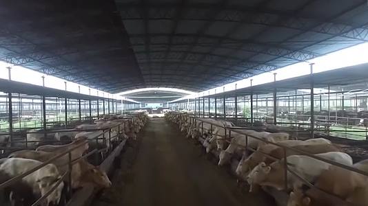 实拍肉牛饲养养殖牛肉制品加工生产视频视频的预览图