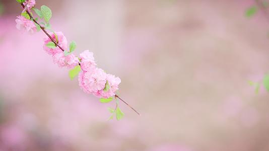 几朵粉色的山桃花特写镜头高清视频视频的预览图