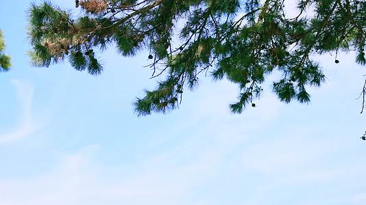 蓝天下被风微微吹动的松树枝视频的预览图