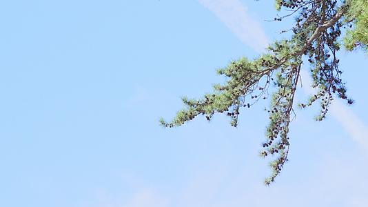 蓝天下古树枝叶缓缓飘动视频的预览图