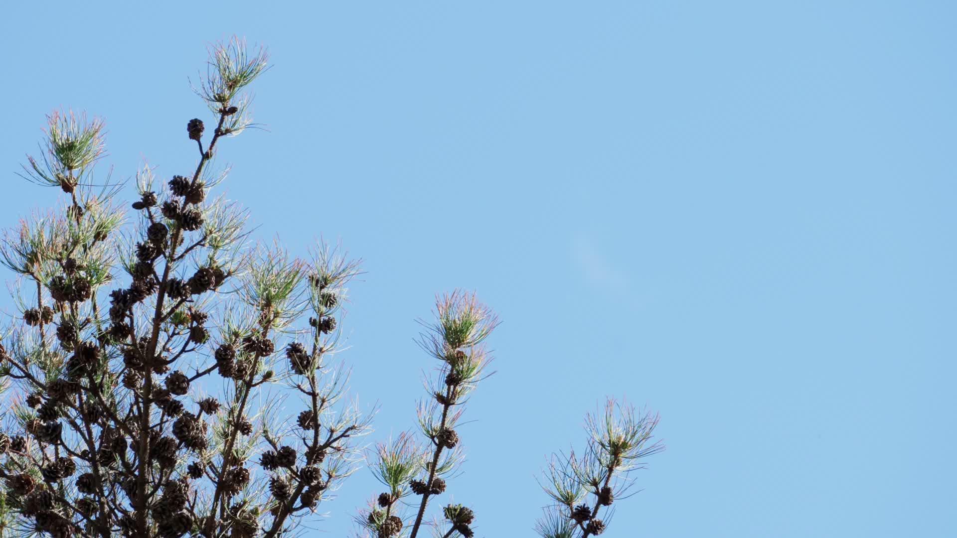 生长在蓝天下的松枝松果视频的预览图