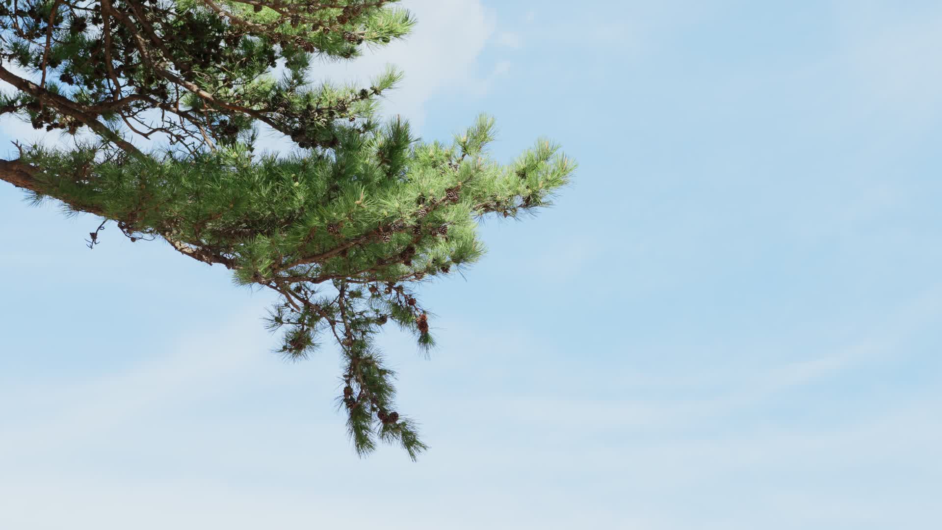 蓝天下的松枝松塔摇曳飘动视频的预览图