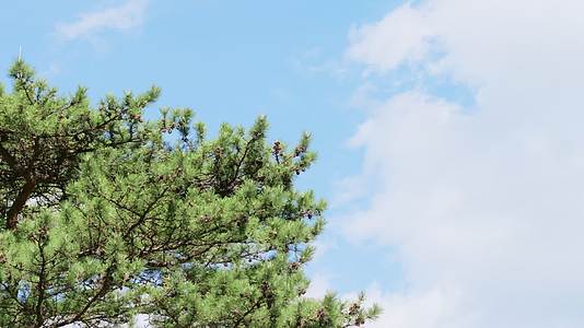 蓝天白云下的松树枝视频的预览图
