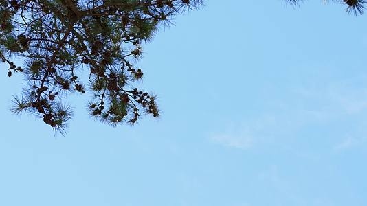 蓝天下的参天古树枝叶摇晃视频的预览图