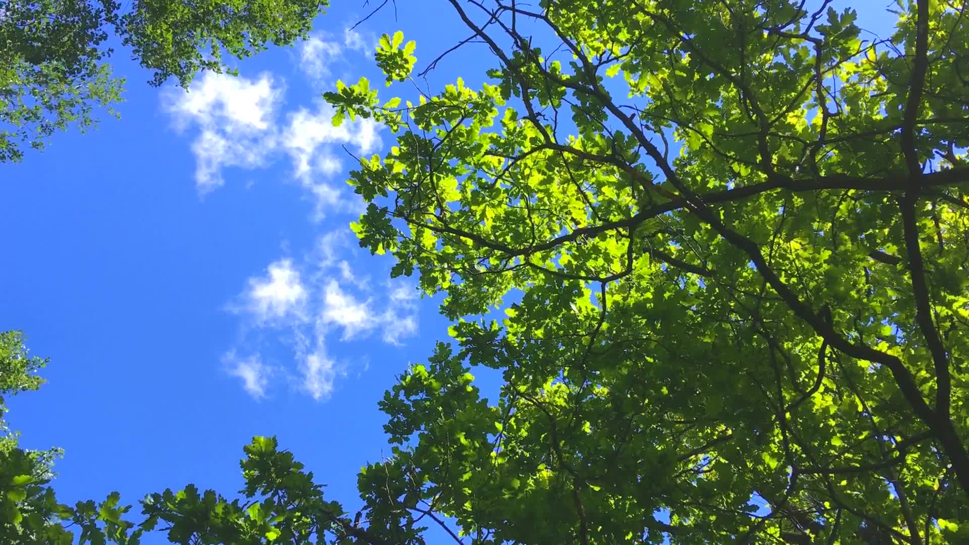 蓝天白云绿树视频的预览图
