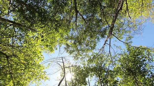 仰拍大树阳光透过树林视频的预览图