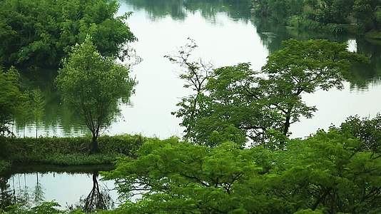 l1杭州西溪江河湿地自然景观视频的预览图