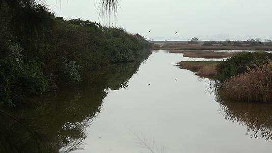 湿地视频的预览图