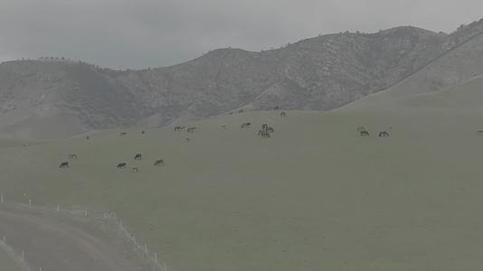 新疆新源草原空镜骏马吃草自然风光灰片拍摄视频的预览图