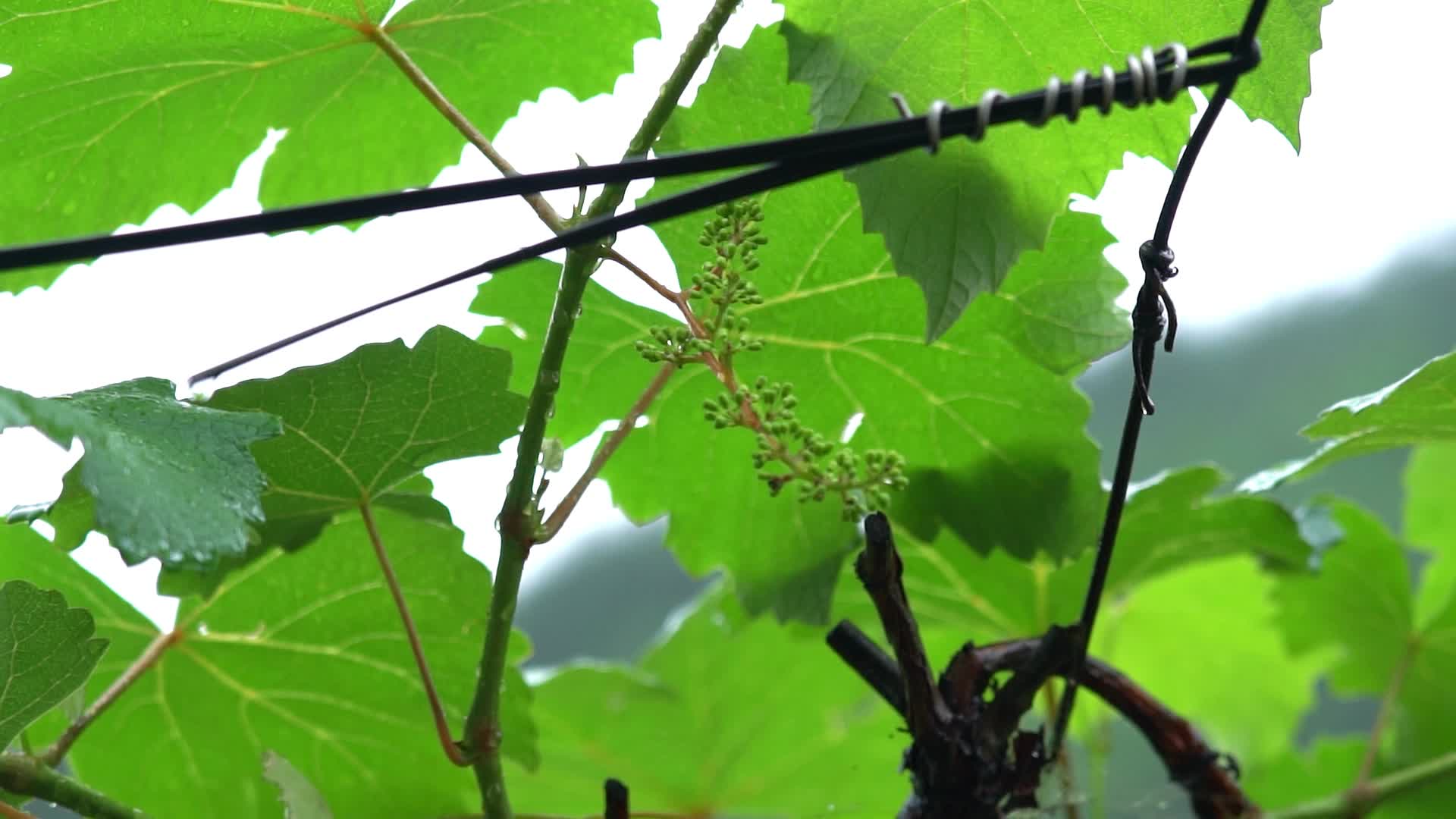 4K初夏农村葡萄有机种植实拍视频视频的预览图