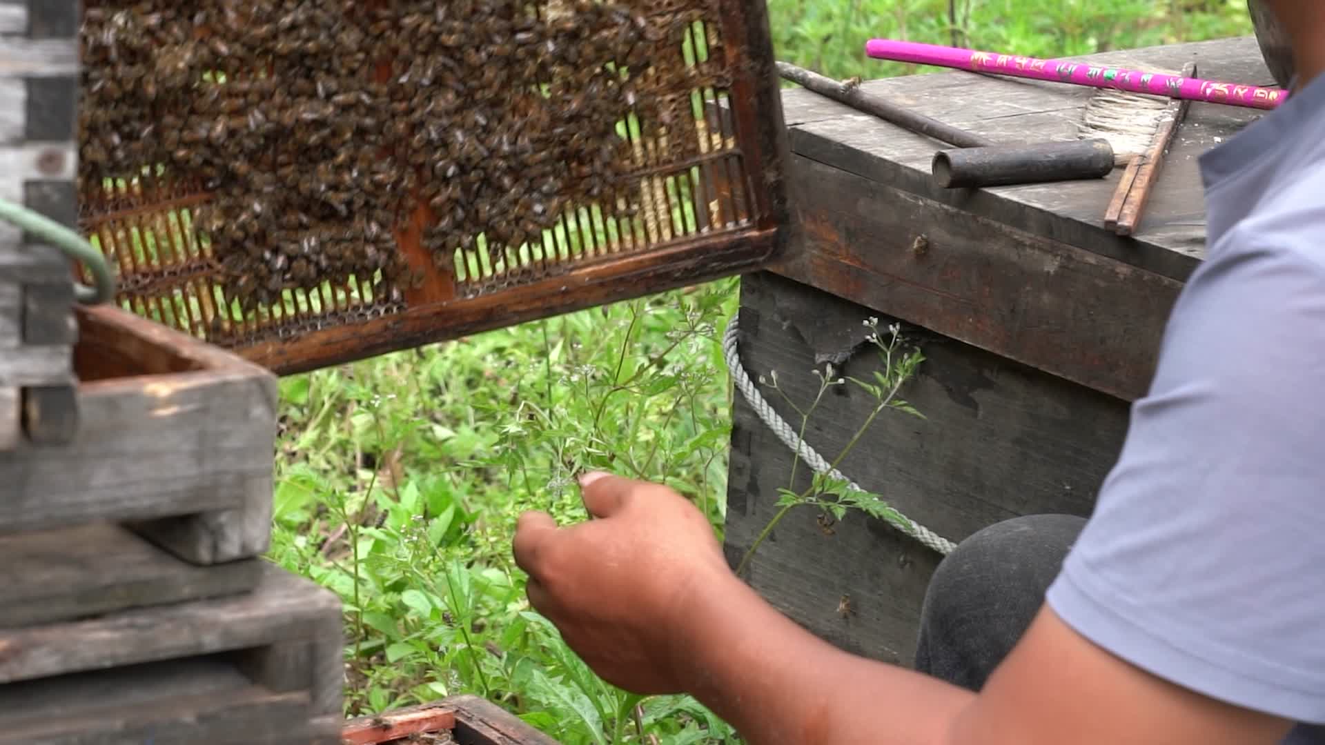 4K蜂农抖落巢础上的蜜蜂实拍视频视频的预览图