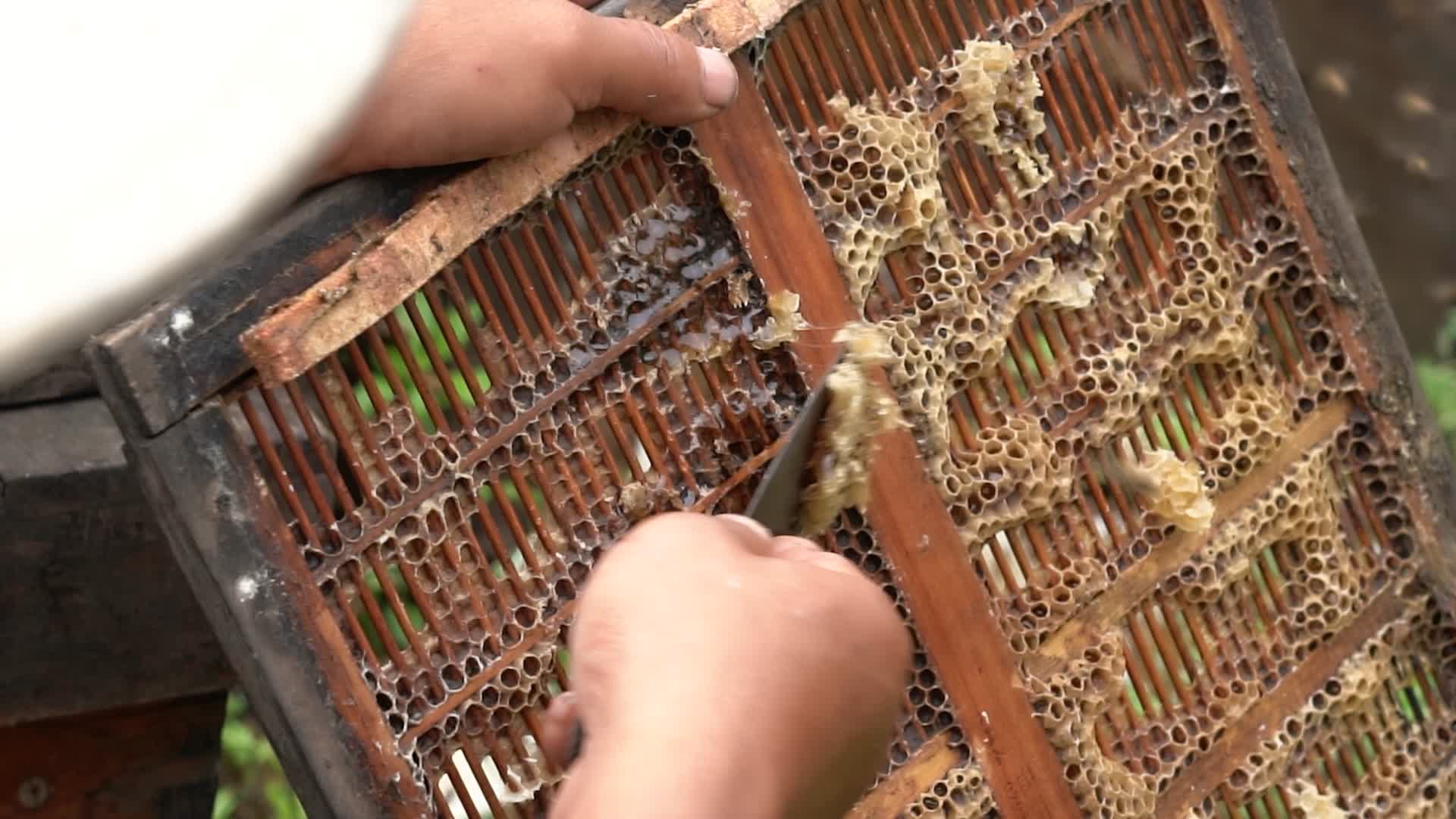 4K农民伯伯铁铲铲下带巢蜂蜜实拍视频的预览图