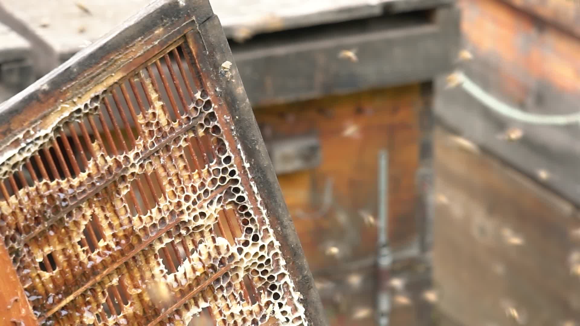 4K特写蜂础蜂蜜及围绕的蜜蜂实拍视频视频的预览图
