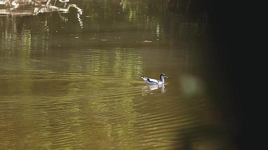 野鸭在红树林水边游泳视频的预览图