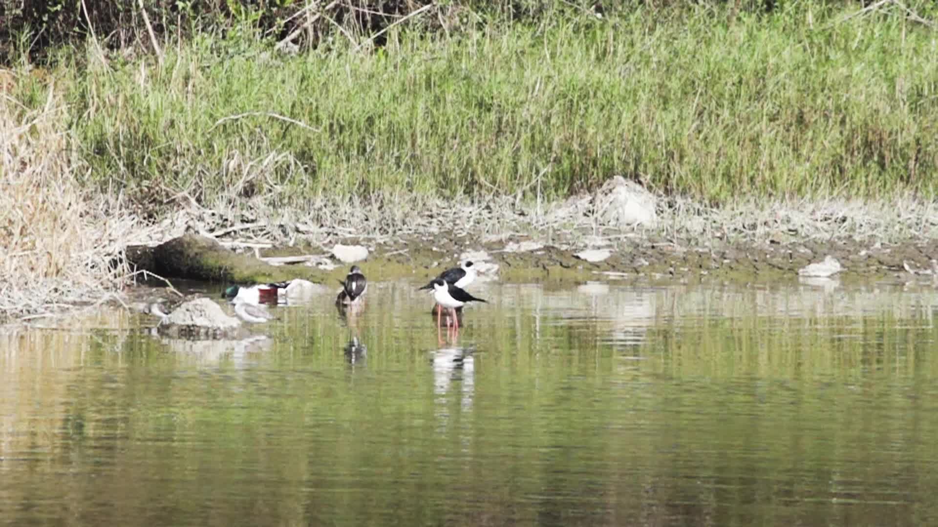 水鸟水面飞行觅食升格拍摄视频的预览图