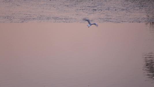 水鸟在水面飞行觅食视频的预览图