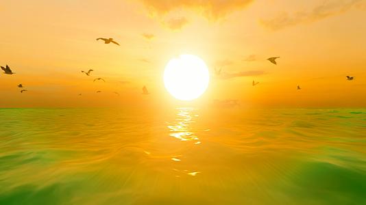 落日余晖下自由飞翔的海鸥视频的预览图