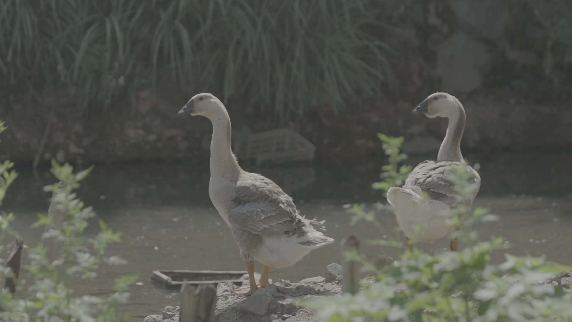 乡村河边小鸭子视频的预览图