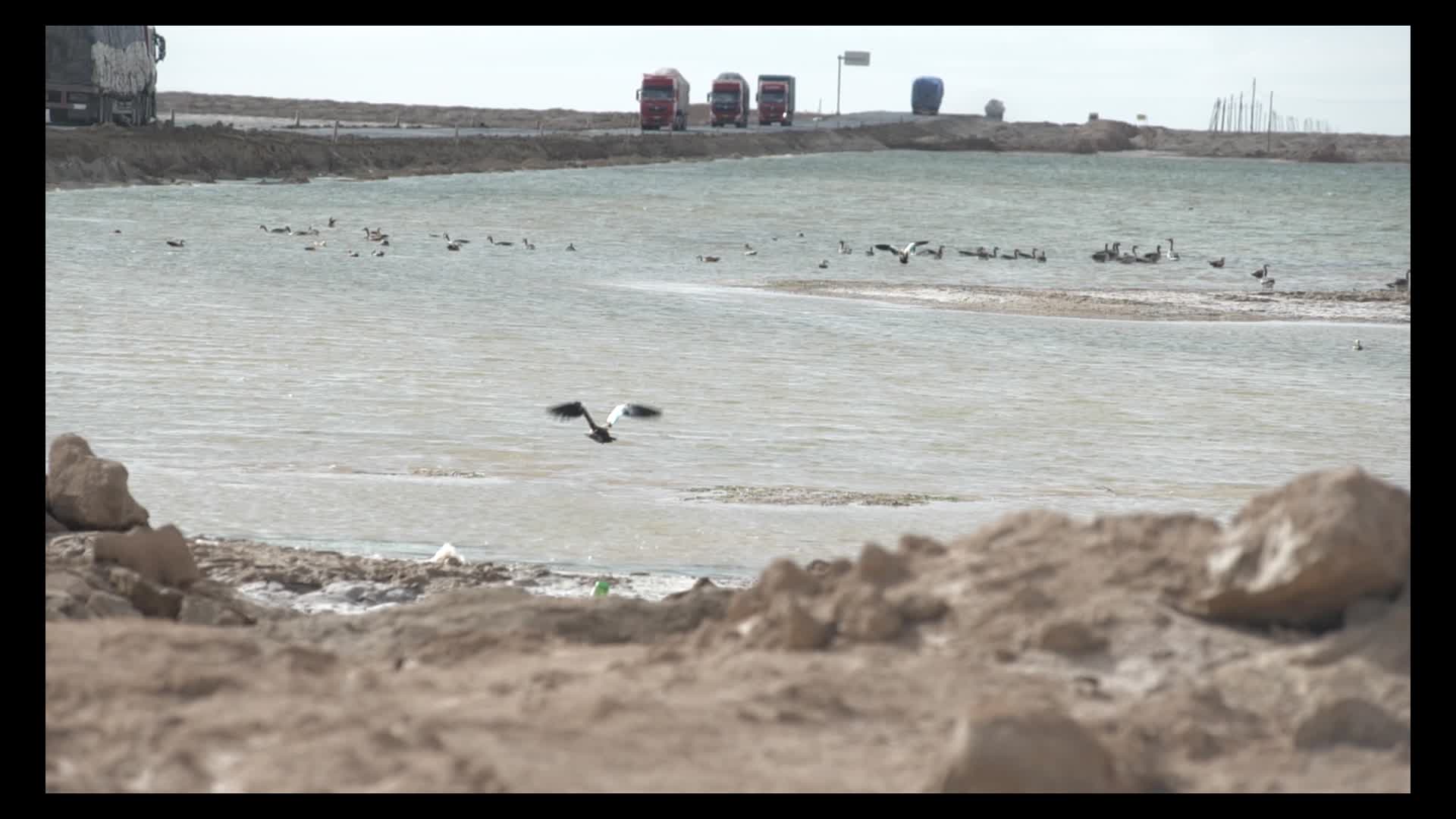 青海海西州西台吉乃尔湖野鸭起飞高帧率视频的预览图