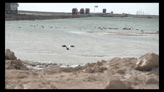 青海海西州西台吉乃尔湖野鸭起飞高帧率视频的预览图