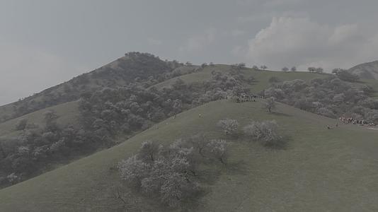 新疆新源春光杏花自然风光空镜灰片拍摄视频的预览图