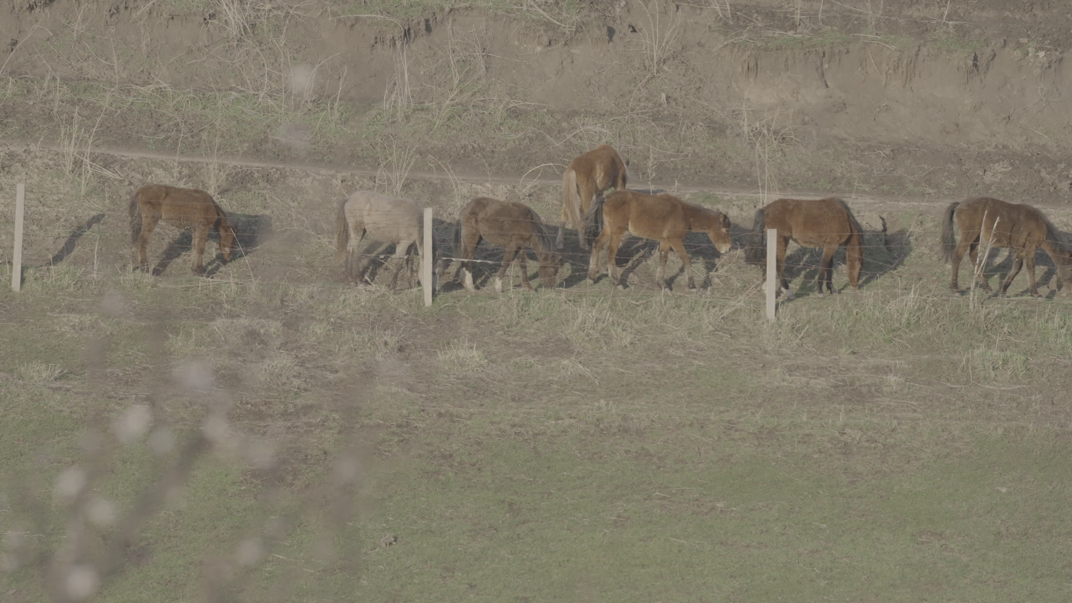 新疆草原春日自然风光野马悠闲吃草灰片拍摄视频的预览图