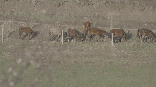 新疆草原春日自然风光野马悠闲吃草灰片拍摄视频的预览图